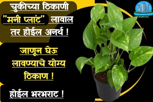 money plant direction